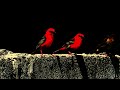 528 hz | love frequency | healing tone | bird sounds | meditation music