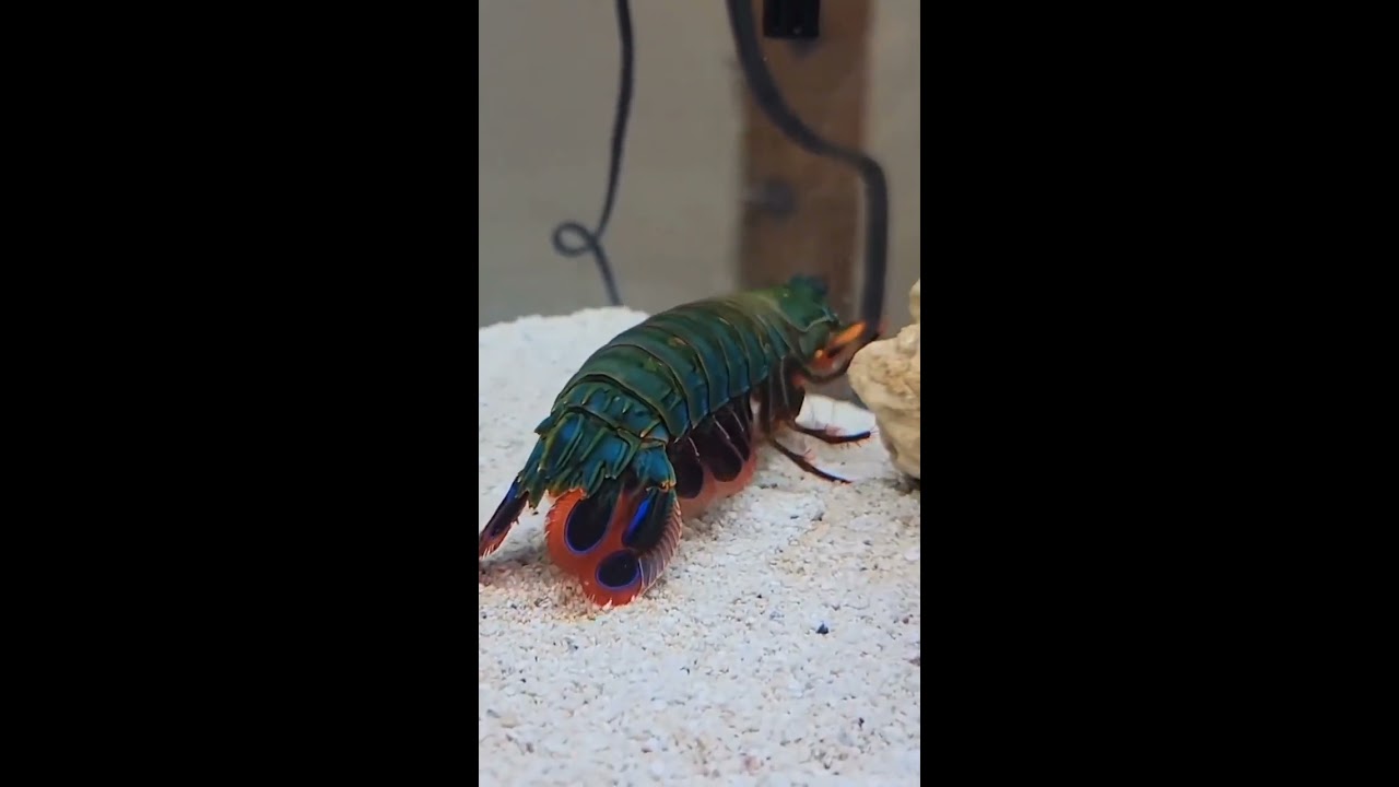 I Bought A Peacock Mantis Shrimp