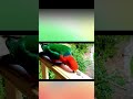 Beautiful King Parrots :)