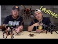 We love tarantulas and so should you get ready for an 8 legged slap in the face