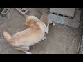 子犬の反抗期