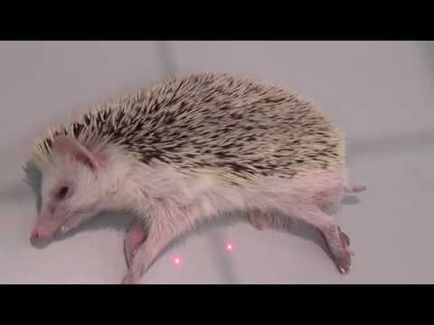 Как вылечить ёжика/How to cure a hedgehog