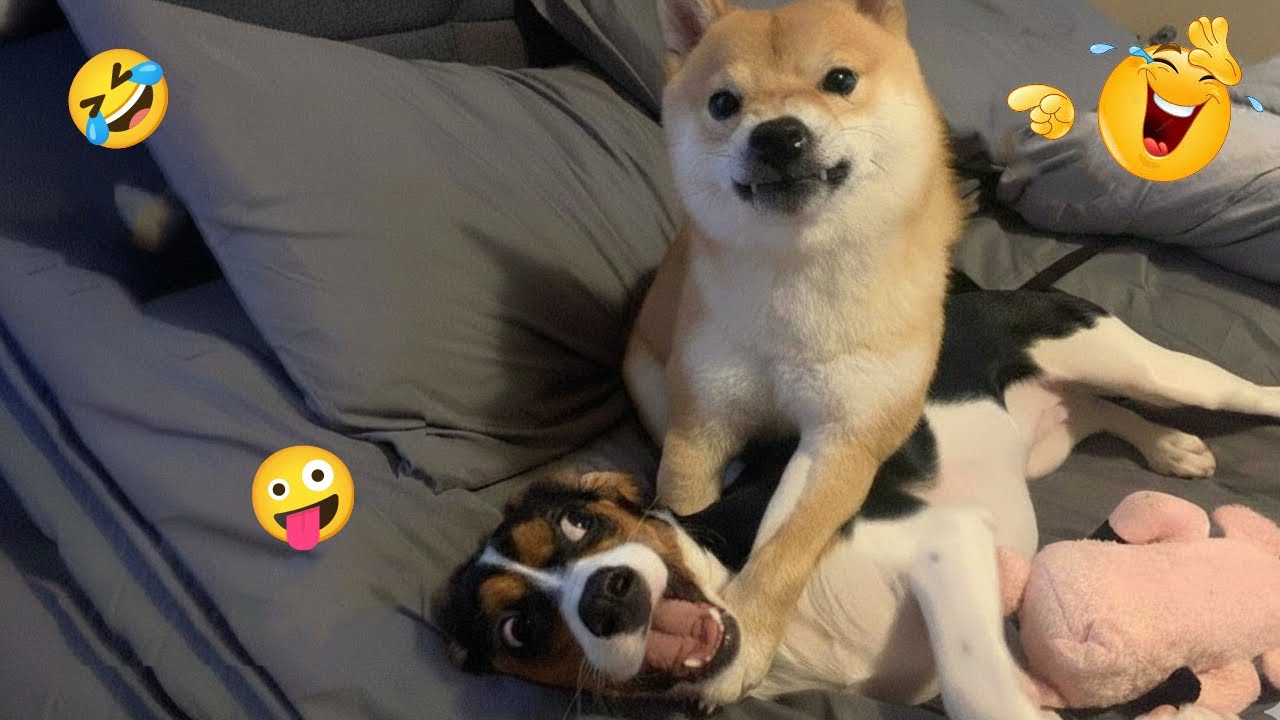 Laugh Till You Cry 😆 Funniest Dog Videos That Made the Internet #67