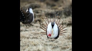 Sage Grouse Battle in Jackson County Colorado