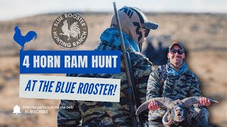 Blue Rooster Hunting Ranch: 4 Horn Ram Hunt!