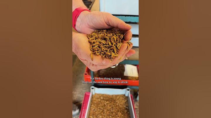 Best food for Birds on the Nest? #birdfeeding