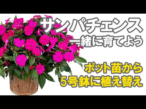 サンパチェンスを一緒に育てよう ドキュメンタリー 5号鉢への植え替え Youtube