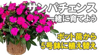 サンパチェンスを一緒に育てよう！ドキュメンタリー！5号鉢への植え替え