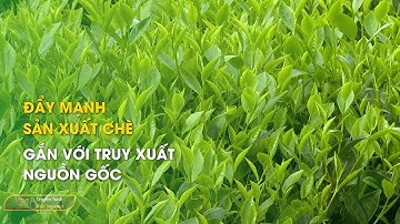Đẩy mạnh sản xuất chè gắn với truy xuất nguồn gốc | Thái Nguyên TV