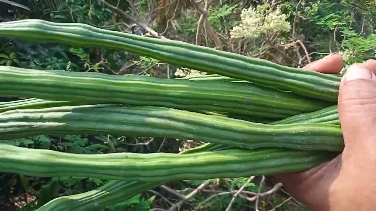 Harvesting drumsticks in my gardan