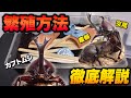 カブトムシの繁殖方法　交尾〜産卵セットを徹底解説【カブトムシ飼育】