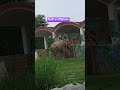 ये हाथी दिल्ली के चिड़ियाघर में है #delhizoo #trendingvideo #viralvideo #animalshort #elephantvideo