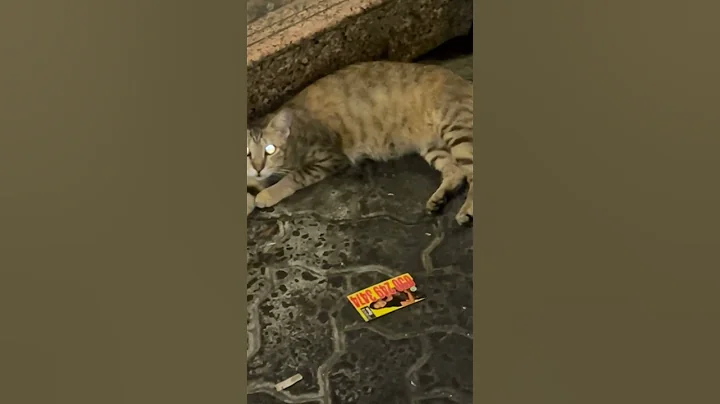 Video 6112291: kitten kucing animals catlover, kitten funny catlover kucing, cat funny kitten kucing