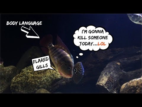 What Are They Saying? Reading Fish Body Language - YouTube