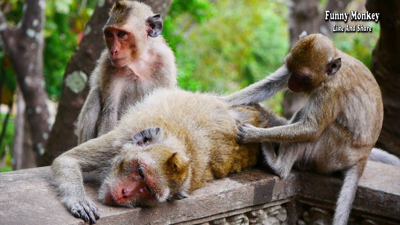 Malida Monkey loves Her granddaughter, she is sitting and taking care of him.