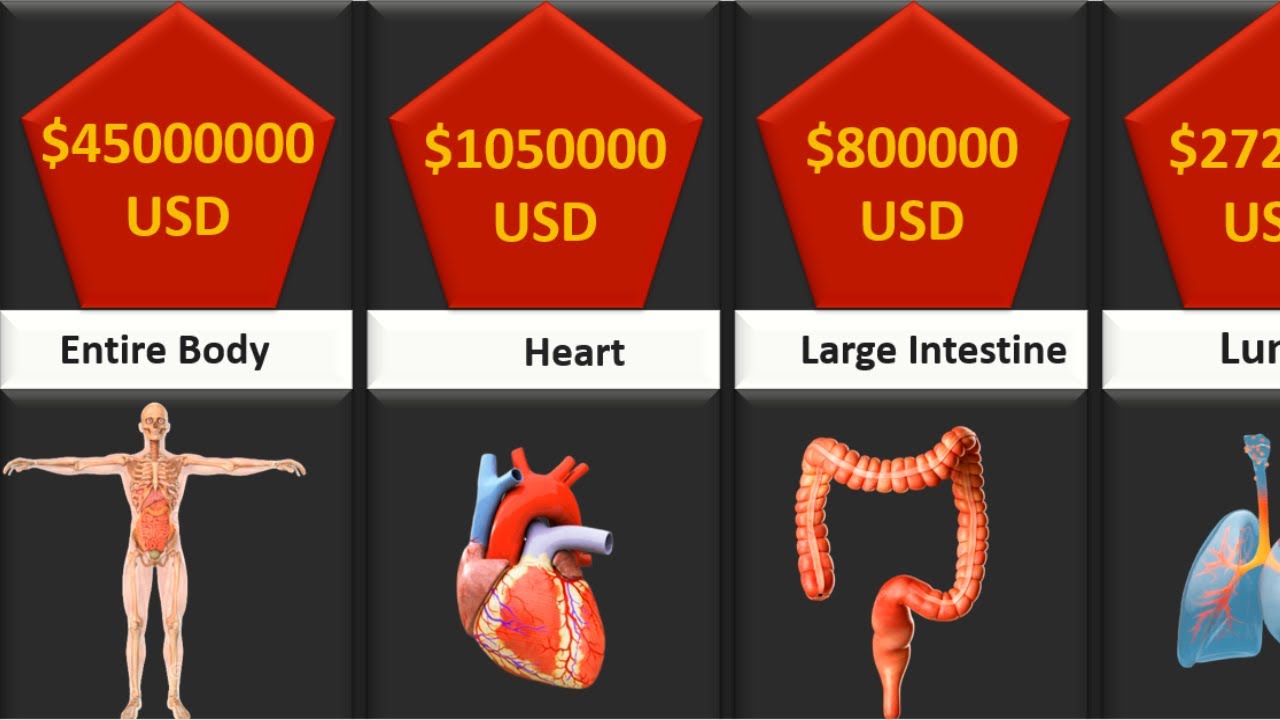 How Much Does Optimal Body Cost Comparison | Human Organs Price In USD - YouTube