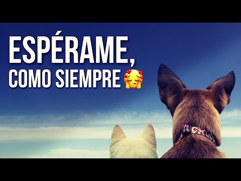 Video: Esta compañía acaba de encontrar la manera perfecta de recordar a tu mascota