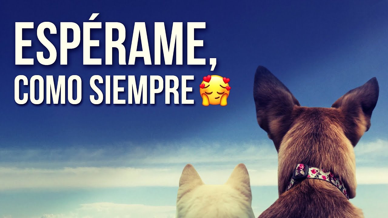 HIPNOSIS para COMUNICARTE con tu MASCOTA FALLECIDA | VISITA a tu ANIMAL de compañía en el MÁS ALLÁ❤️