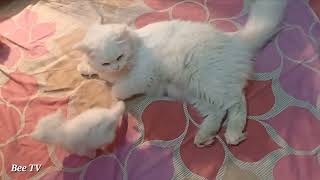 Tigi and Kiki are spending time with their mother#cute#catlover#cat#kitten#funny#beetv#viral#video