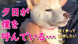 【柴犬】白柴犬ノンくん　抱っこしてお散歩😁
