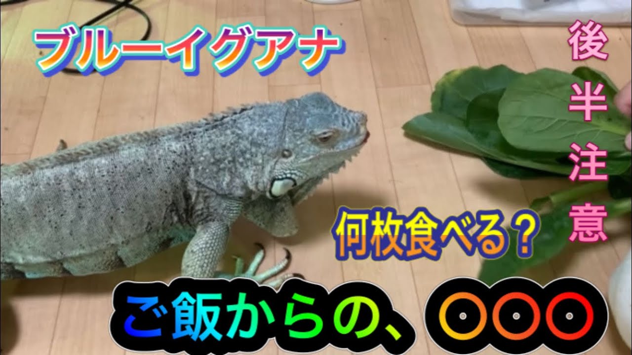 Iguana イグアナ 生理現象 Youtube