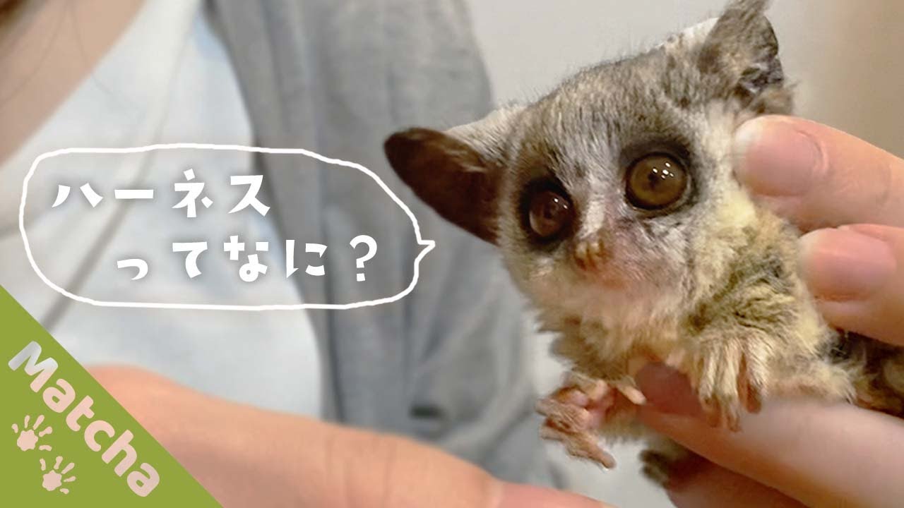 ショウガラゴの赤ちゃんとはじめてのハーネス練習 - YouTube