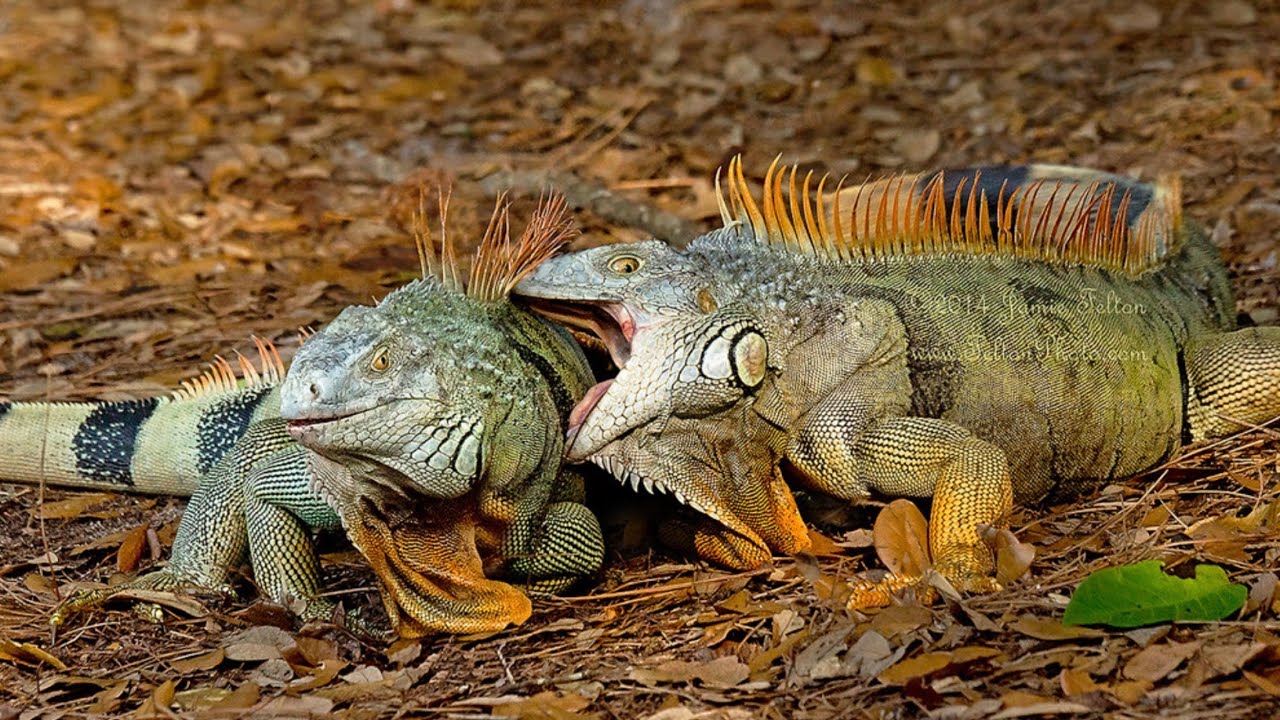 Snaring Giant Alpha Male Shooting Female iguana!! 