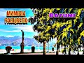 мимоза | Зацвела мимоза | батуми |Mimosa|Batumi|spring soon|батуми 2021|ბათუმი 2021|ბულვარი|მიმოზა