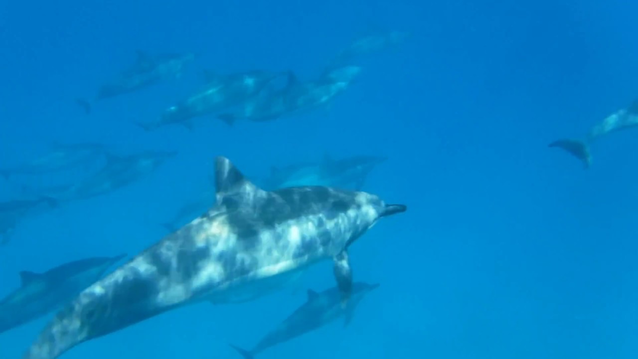 野生のイルカと泳げるというオアフ島の シー ハワイ エコ ドルフィン シュノーケル ツアー に参加してきた それ 知らないとヤバイよ