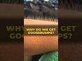Why Do We Get Goosebumps?