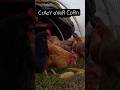 Chickens LOVE Corn #freerangechickens #backyardanimals #raisingchickens #chickencoop