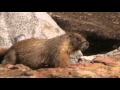 Marmot Attack!!