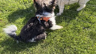 A year later! This harness helps me hold on tight to this pup!