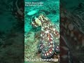 Animals ... Octopus Camouflage #shorts #short #shortvideo #shortsvideo #shortvideos