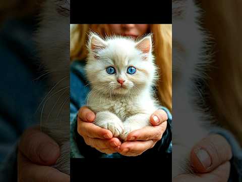 ОН ТОЖЕ ЗНАЕТ #newyear #christmas #cat #новыйгод #рождество #кот