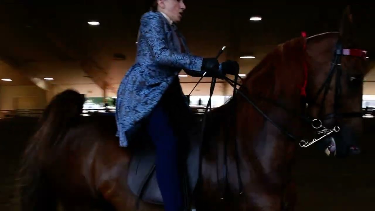 Jill in Class 4 - ASB 5 Gaited Amateur at Dayton Horse Show in Springfield OH on July 30, 2025
