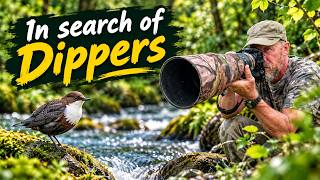 DIPPER PHOTOGRAPHY - SEARCHING THE LOCAL RIVERS