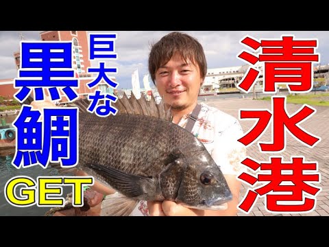 清水港 で爆釣 こんなところに黒鯛が 清水港で50cmクラスの黒鯛を釣る Youtube