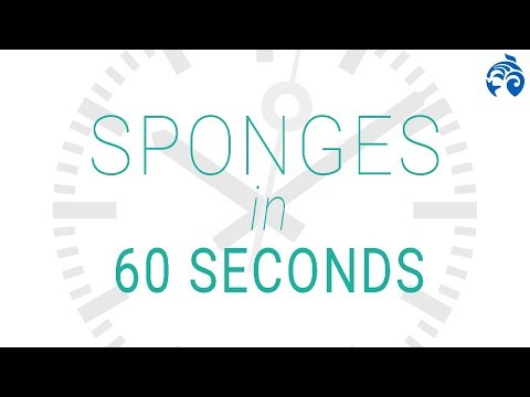 What is a sponge? | 60 seconds | Ocean Wise