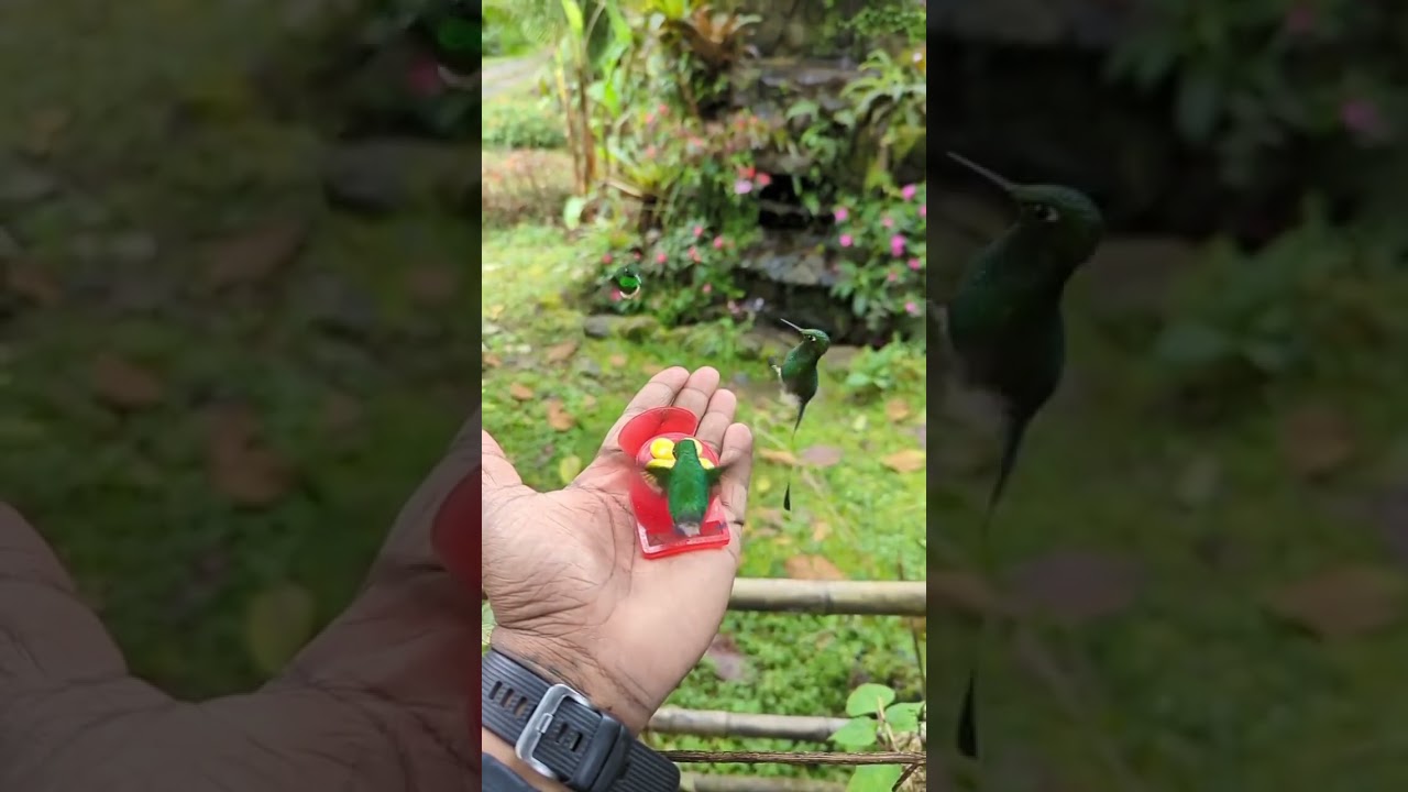 Discovering the White-Booted Racket-Tail Hummingbird in Andean Cloud Forests