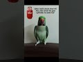 Par lega kon mujhe? 😭🤡#mithu#mithuvlogs#parrot #mithukizuban#birds#talkingmitthu#funny