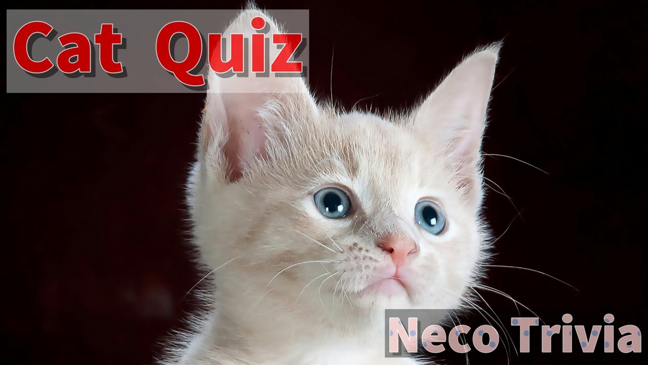 [CatQuiz] 🐾 Can you answer these purrfectly puzzling cat trivia questions?🐱
