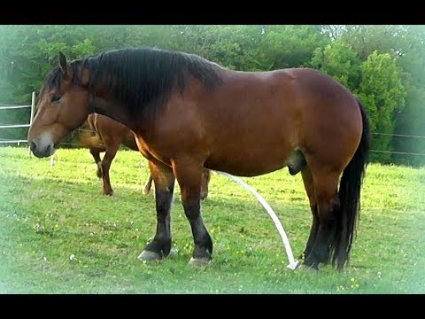 funny-horses,henry,Забавный-лошадь,and-the-sticks,cavalo-engraçado,خيل,chevaux-drôles,말,好笑-,馬,kabayo