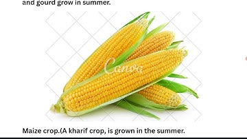 Plants increasing the numbers,Ratna Sagar, class 5, explanation video, part 2 Ch1.(2)