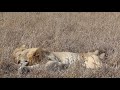 The Injured Orpen Male is Hanging On by a Hair! | On the Beat in the Manyeleti #116