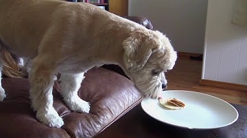 Example Of Positive Reinforcement Training