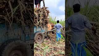 Bullock gadi loading sugarcane l Bullock cart