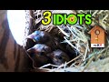 3 Baby Birds Fun In Nest || Sparrow Birds Feeder