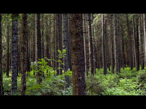Black Forest Trees Parallax | (FULL HD)