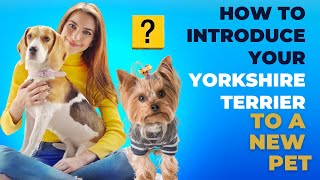 How to Introduce Your Yorkshire Terrier to a New Pet